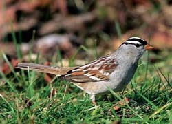 White-crowned sparrow White-crowned sparrow