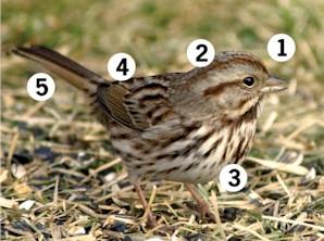 Song Sparrow Song Sparrow