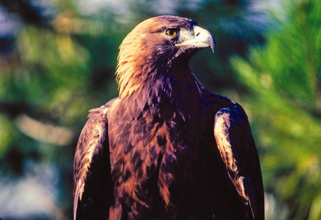 Golden Eagle Golden Eagle