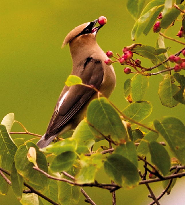 Cedar Waxwings Cedar Waxwings