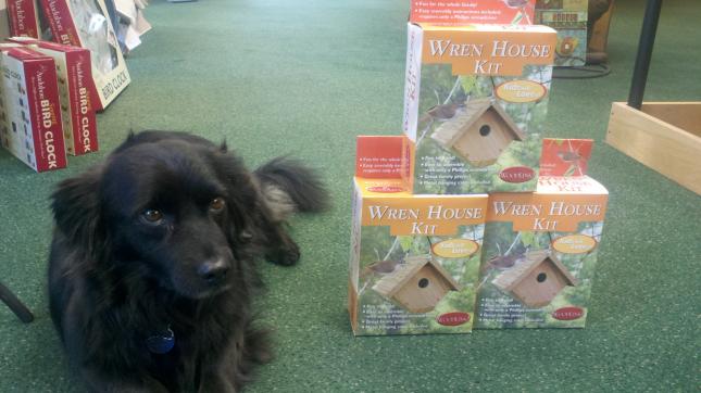 Wren kit Wren kit