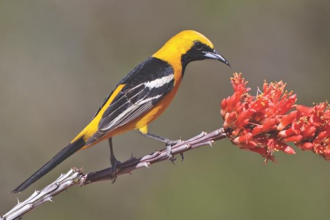 Bird Bio: Baltimore & Orchard Oriole — The Wood Thrush Shop